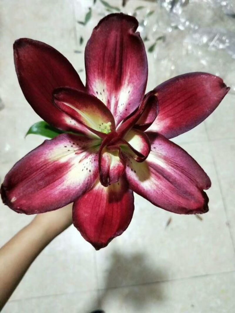 云南优质重瓣百合，常年大量供应