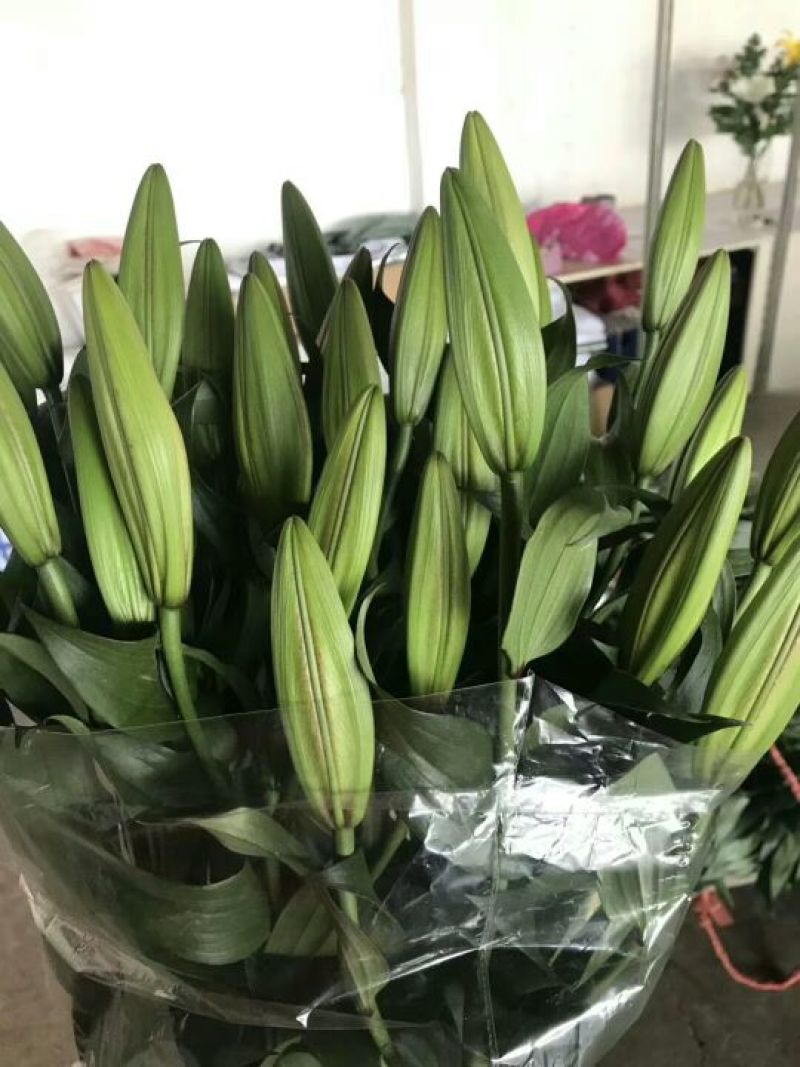 云南优质重瓣百合，常年大量供应