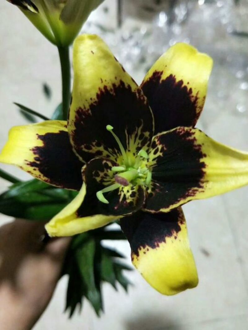 云南优质重瓣百合，常年大量供应