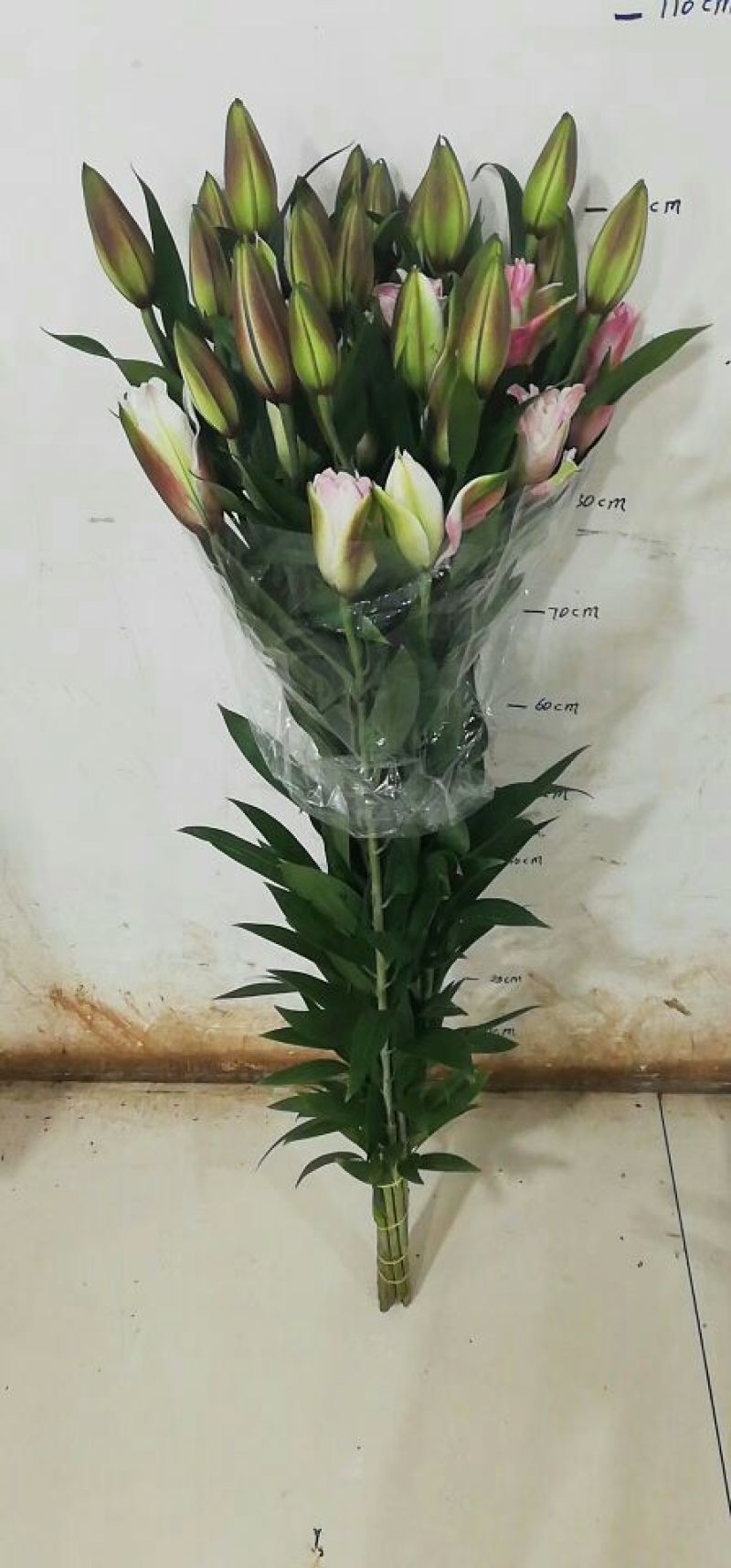 云南优质重瓣百合，常年大量供应