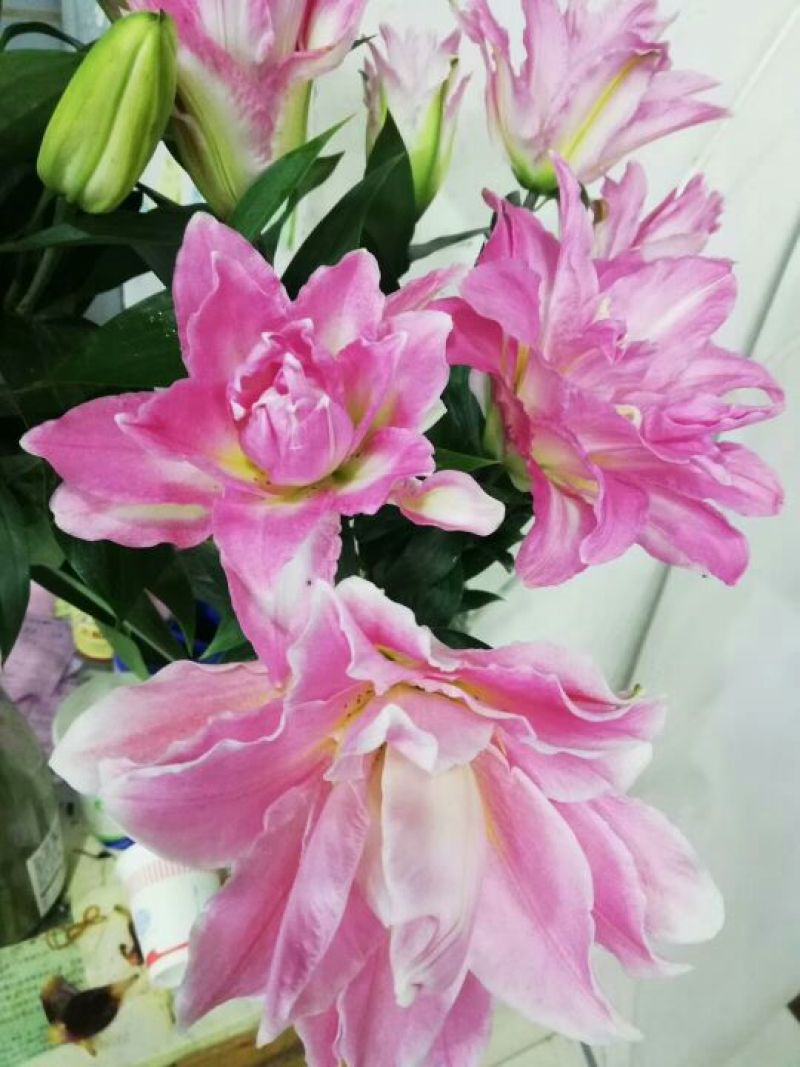 云南优质重瓣百合，常年大量供应