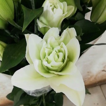 云南优质重瓣百合，常年大量供应