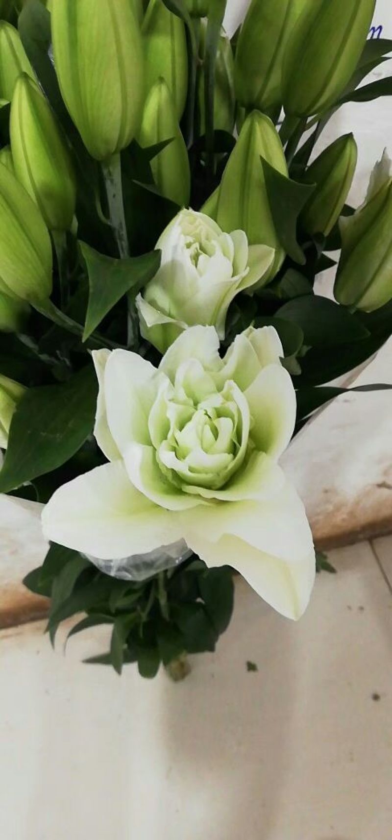 云南优质重瓣百合，常年大量供应
