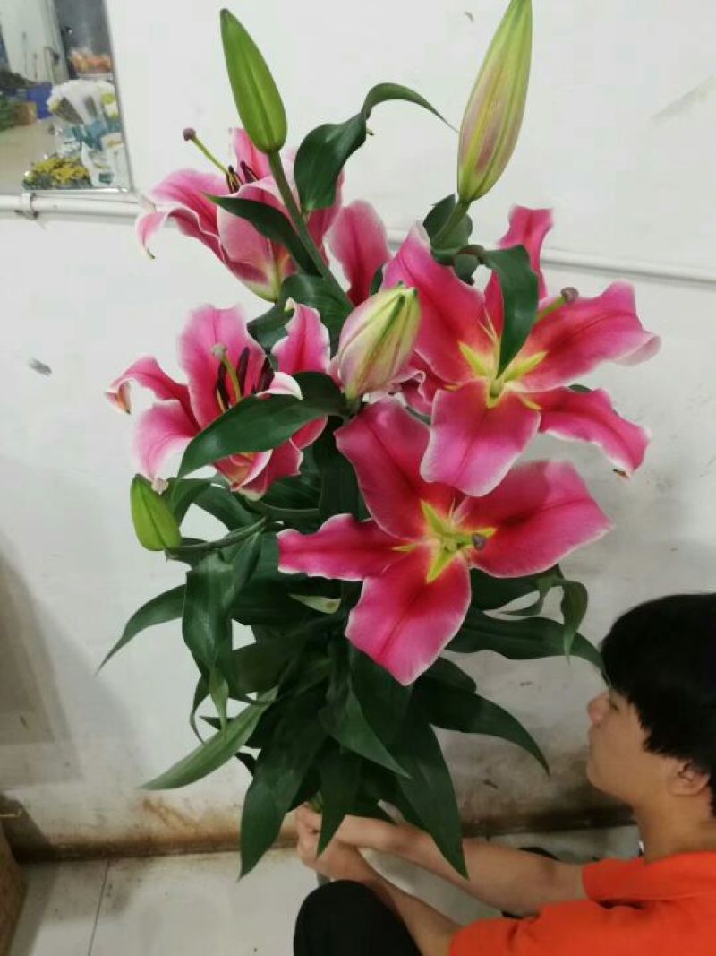 云南优质重瓣百合，常年大量供应