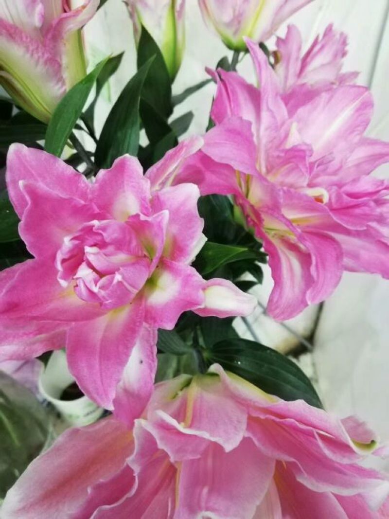 云南优质重瓣百合，常年大量供应