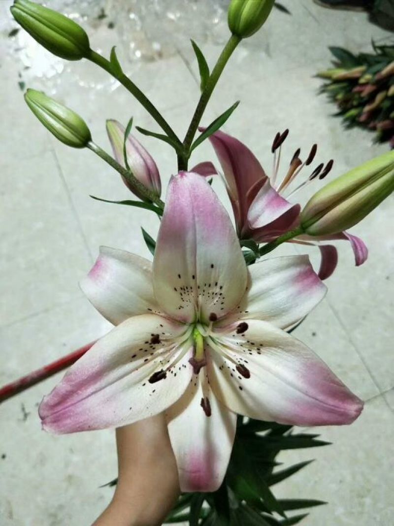 云南优质重瓣百合，常年大量供应