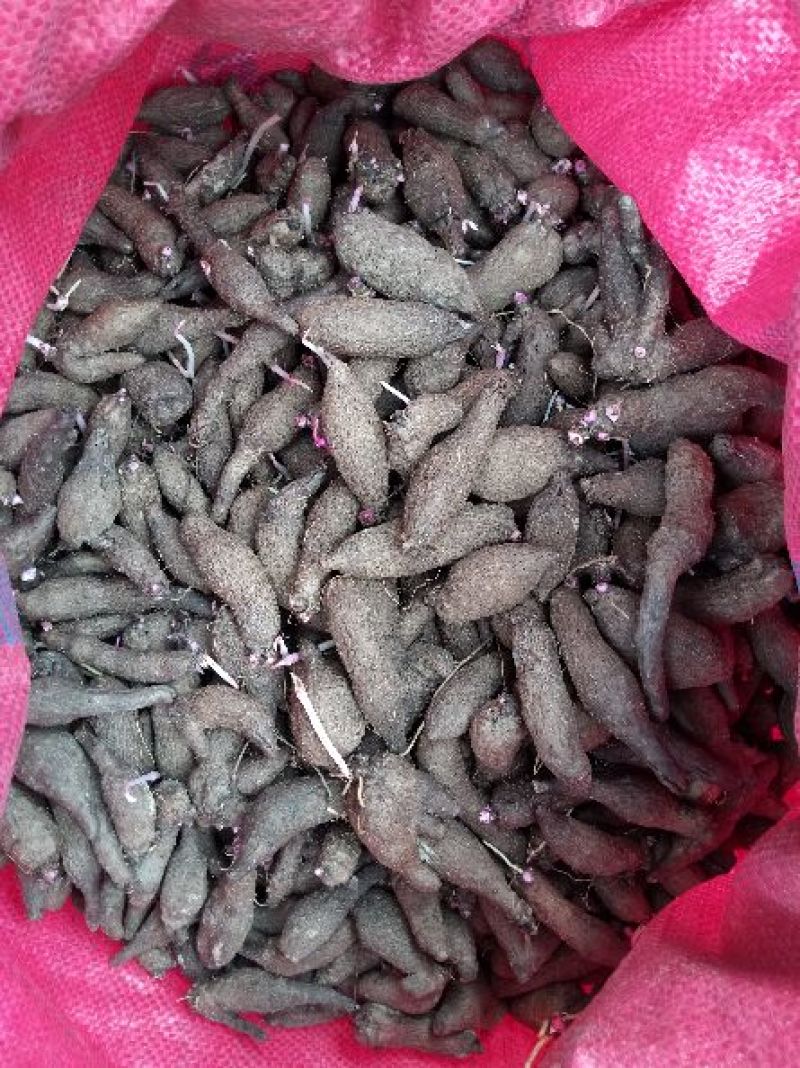 紫山药种子