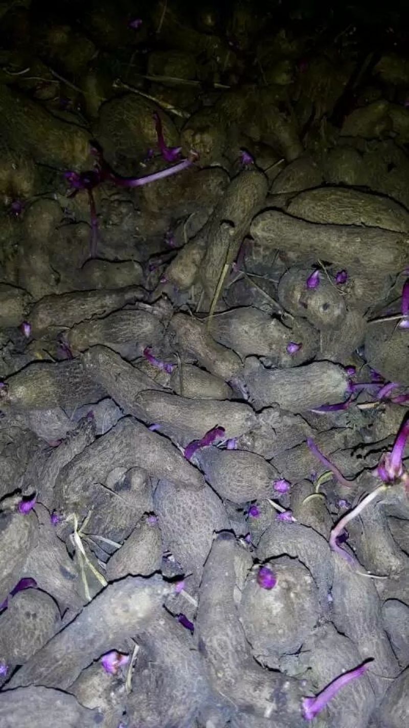 紫山药种子