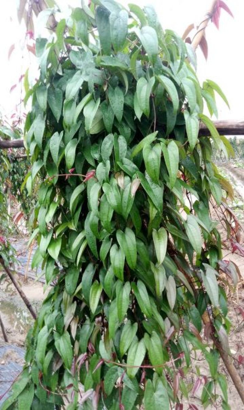 紫山药种子