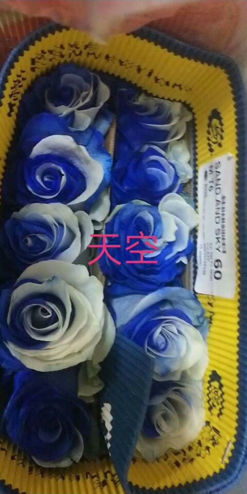 进口玫瑰厄尔多瓜