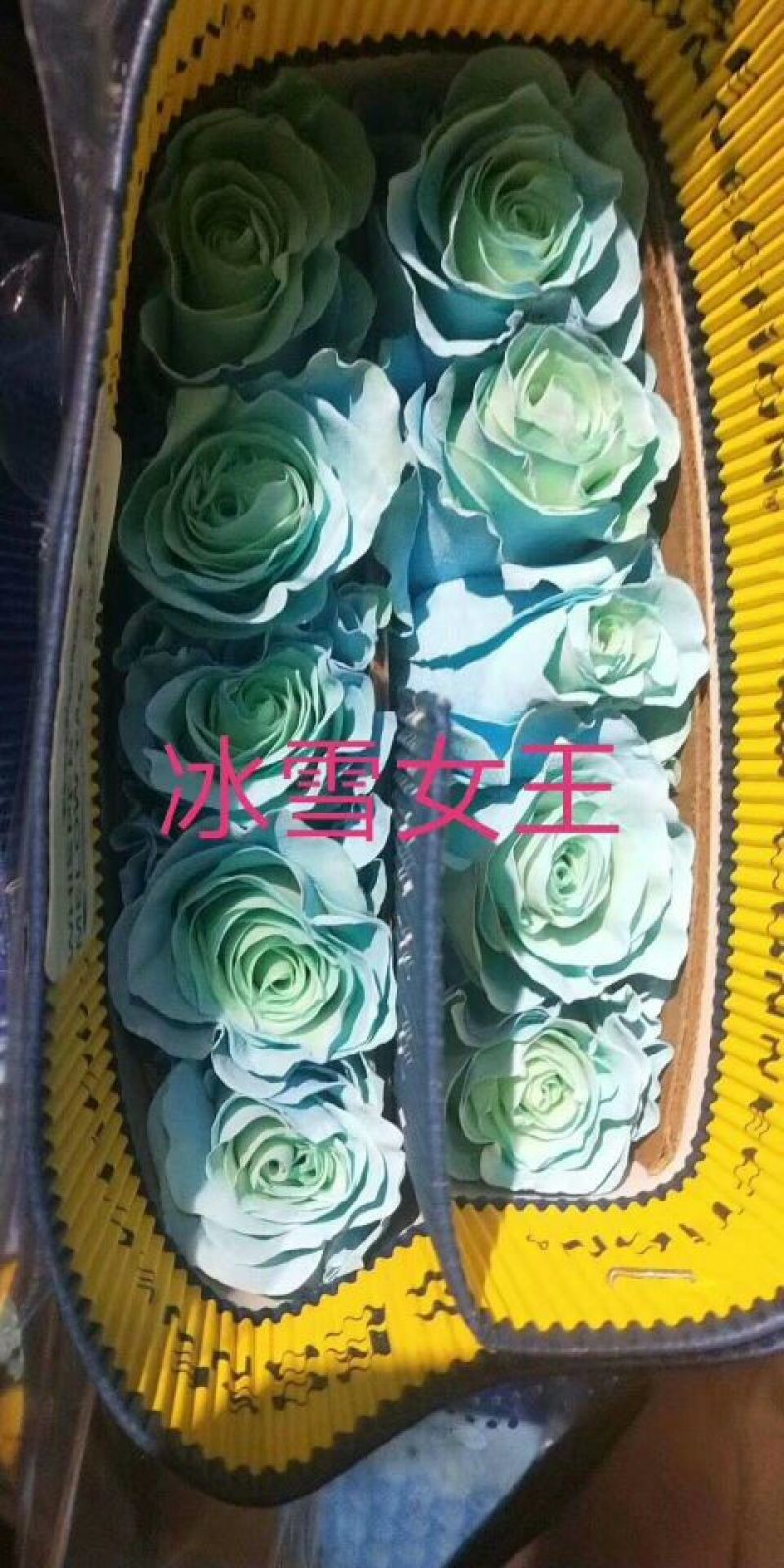 进口玫瑰厄尔多瓜