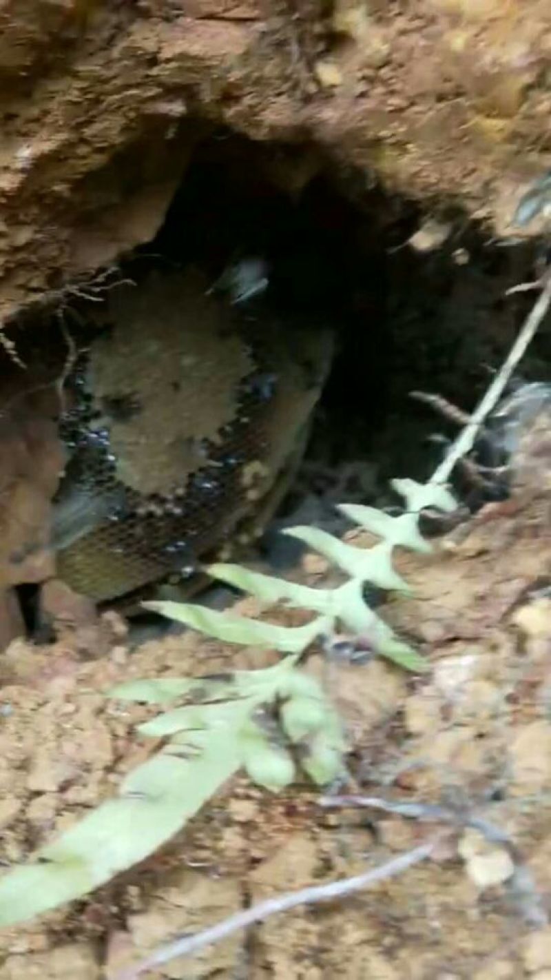 野生地蜂蜜