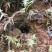 野生地蜂蜜