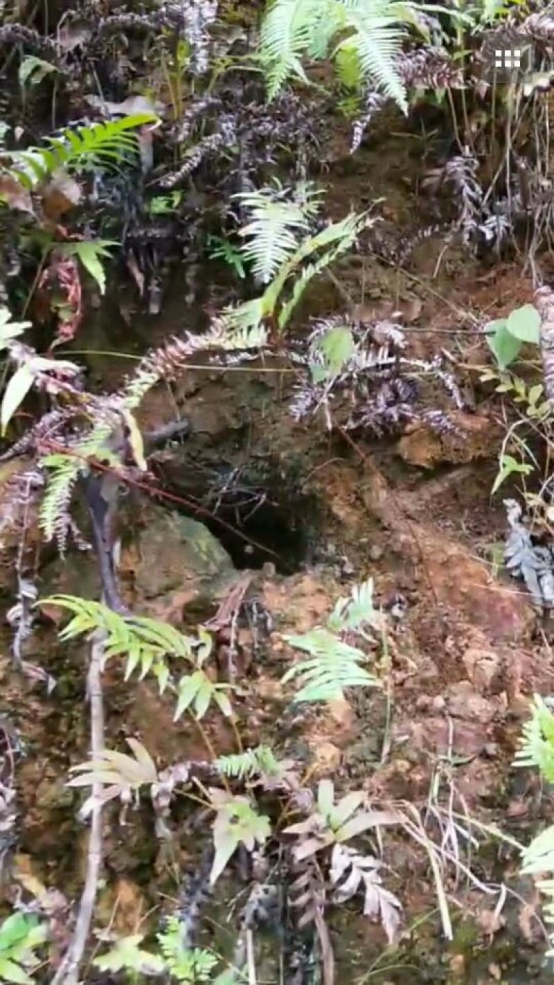野生地蜂蜜