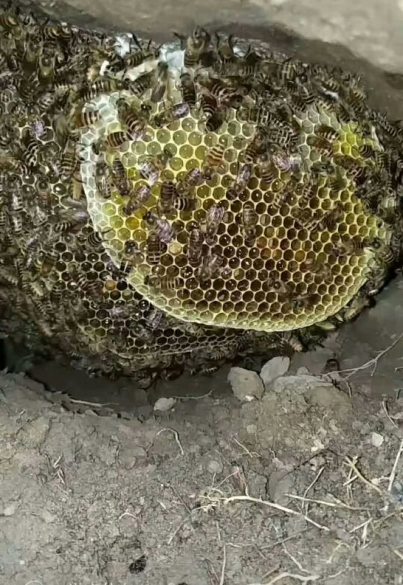 野生地蜂蜜