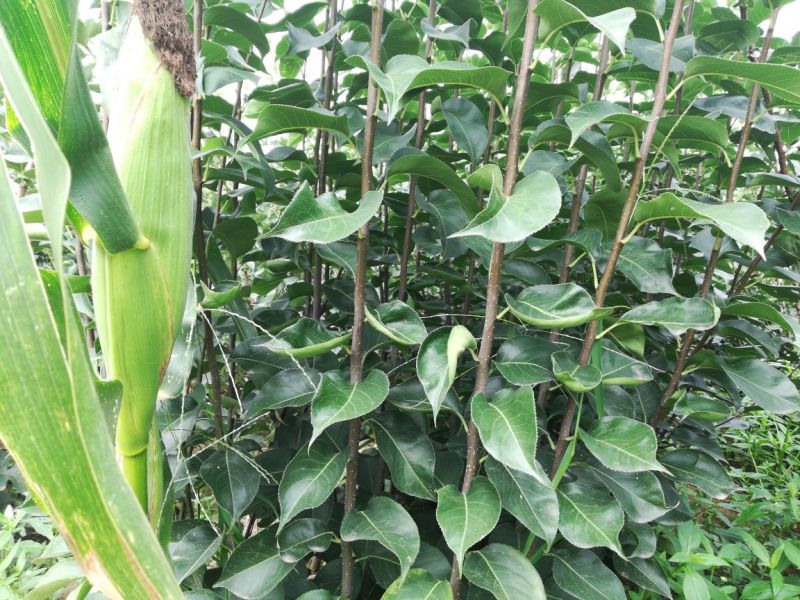 黄冠梨树