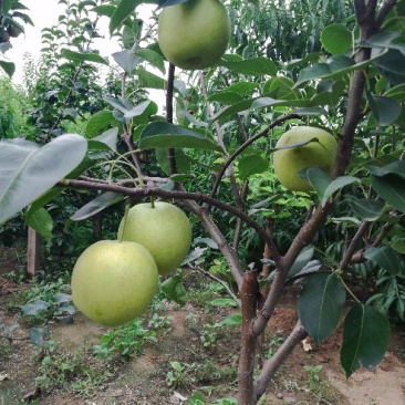 黄冠梨树