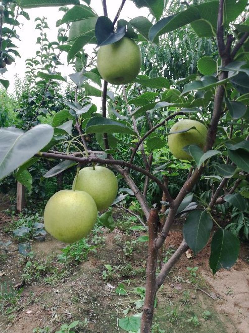 黄冠梨树