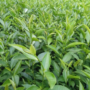 茶叶树苗