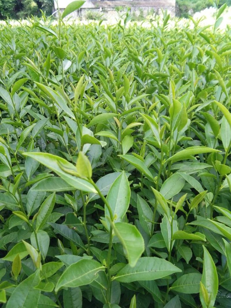 茶叶树苗