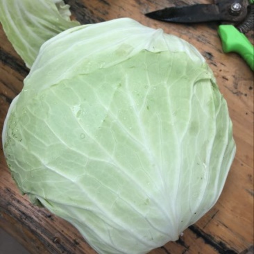 扁包菜通货1~2公斤