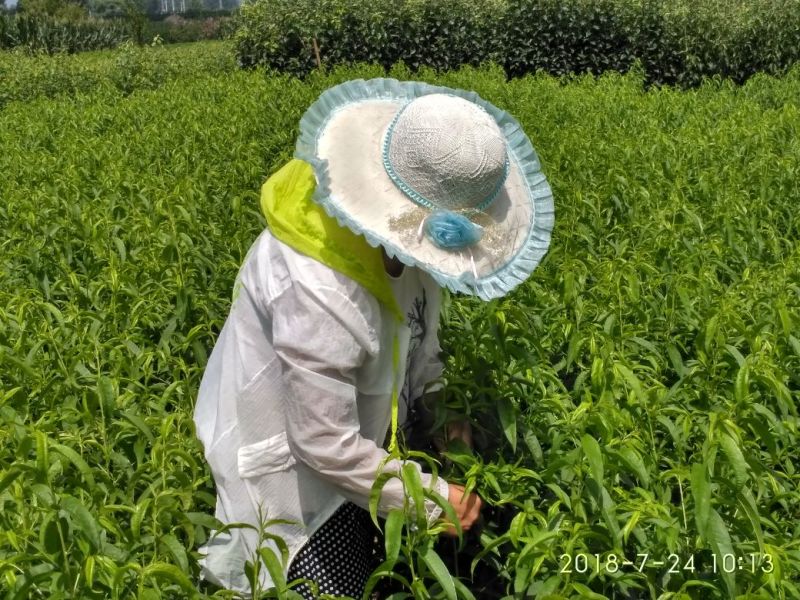 桃树