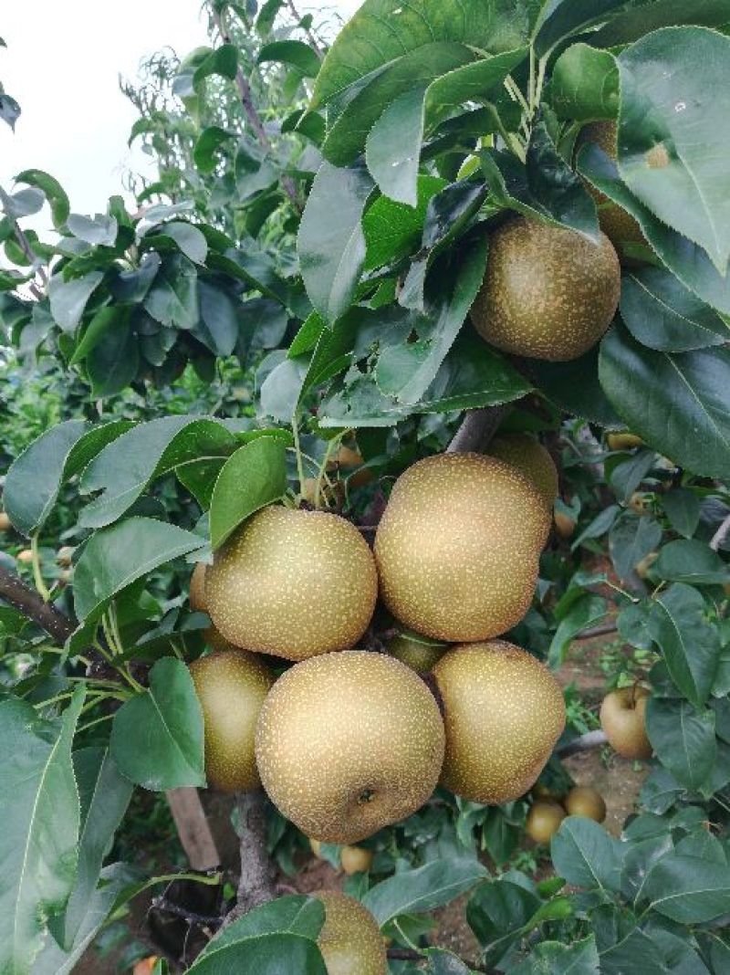 梨树