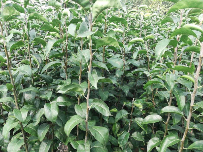 梨树