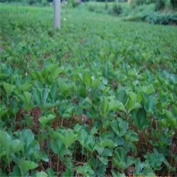 越心草莓苗/越心草莓品种介绍/越心草莓苗价格多少钱