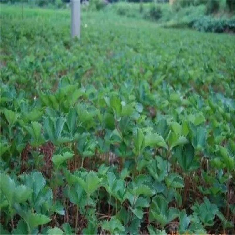 越心草莓苗/越心草莓品种介绍/越心草莓苗价格多少钱