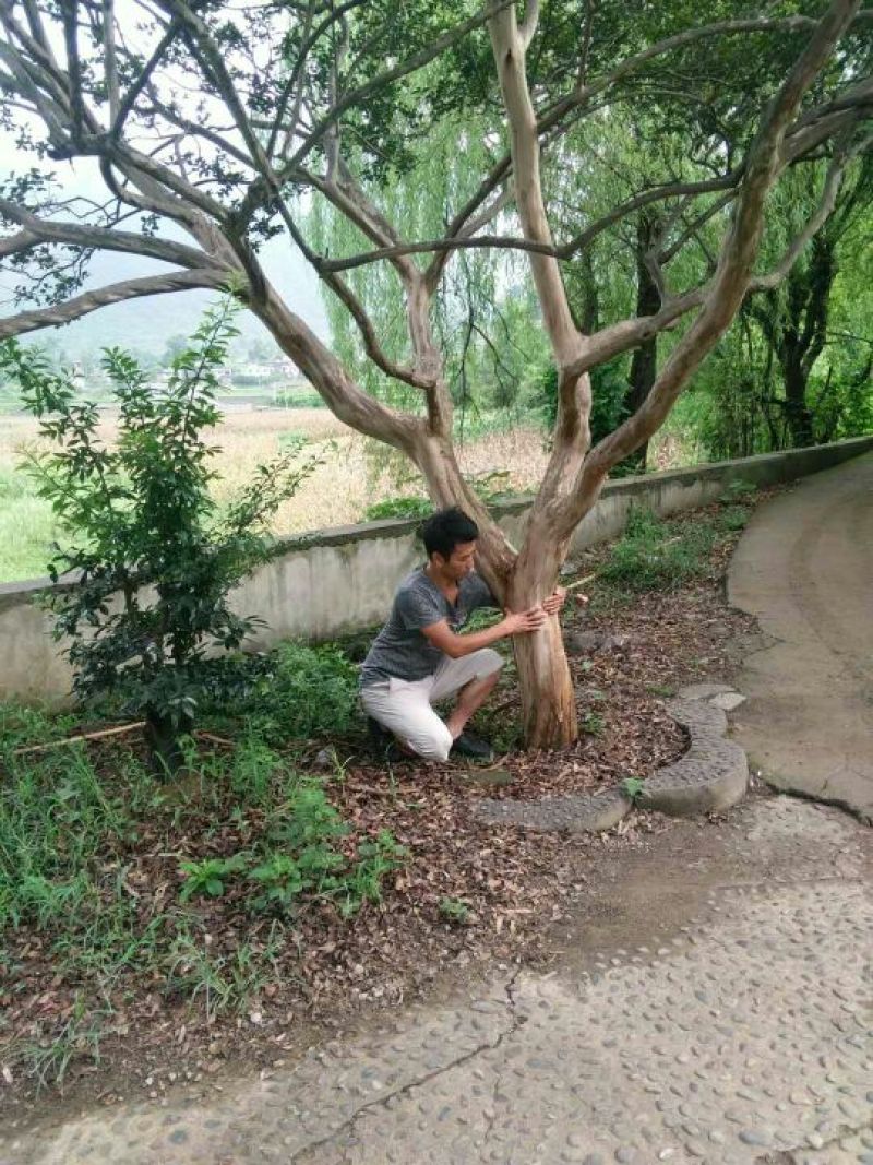 原生红花紫薇