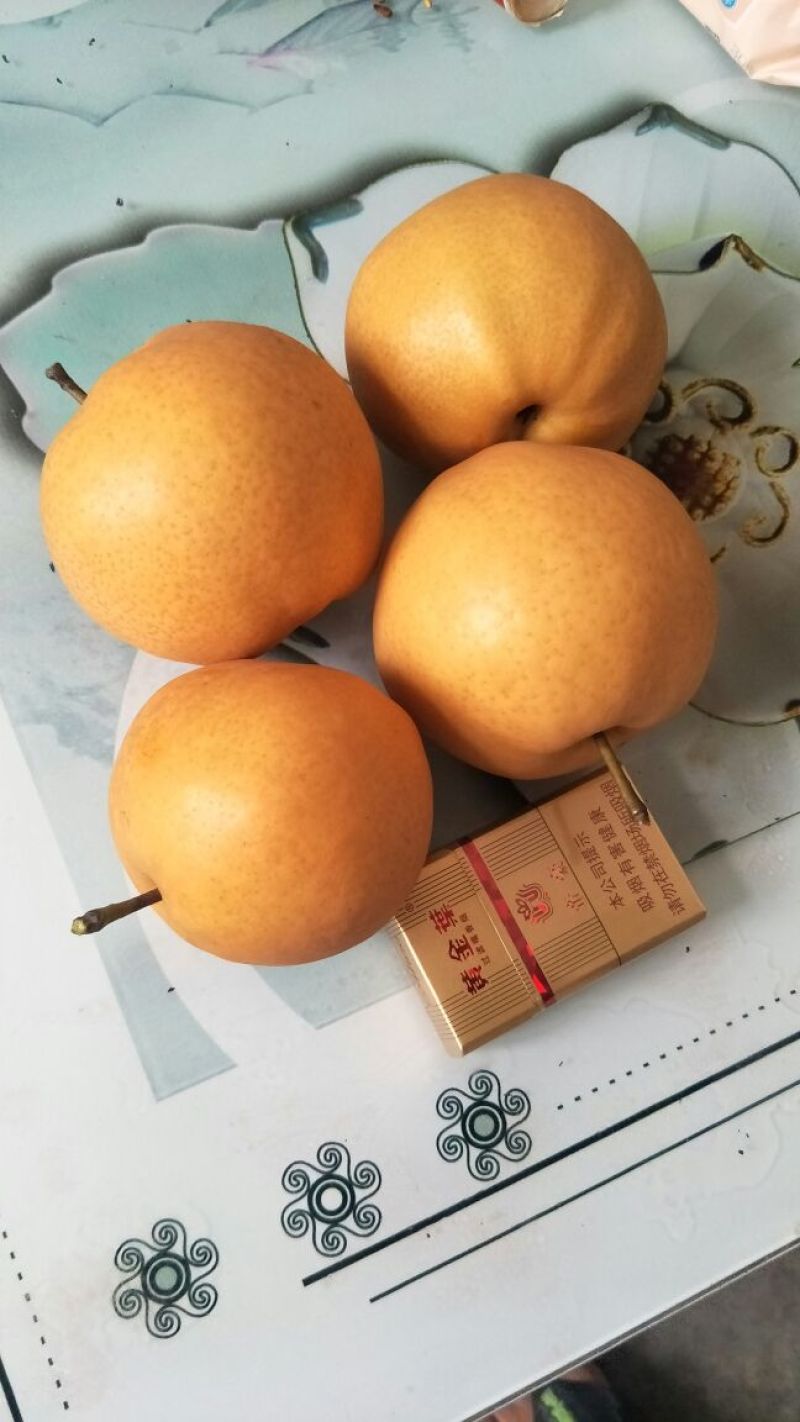 晚秋黄梨半斤起步手选可扒袋