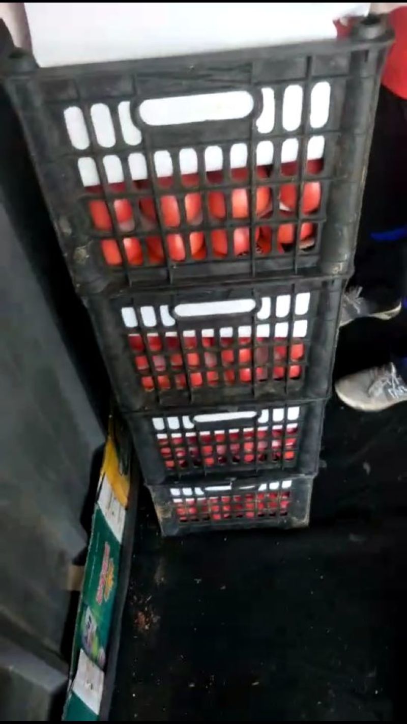 滦县西红柿以大量上市，产地一手货源，量大优惠，欢迎合作
