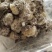 雪莲花