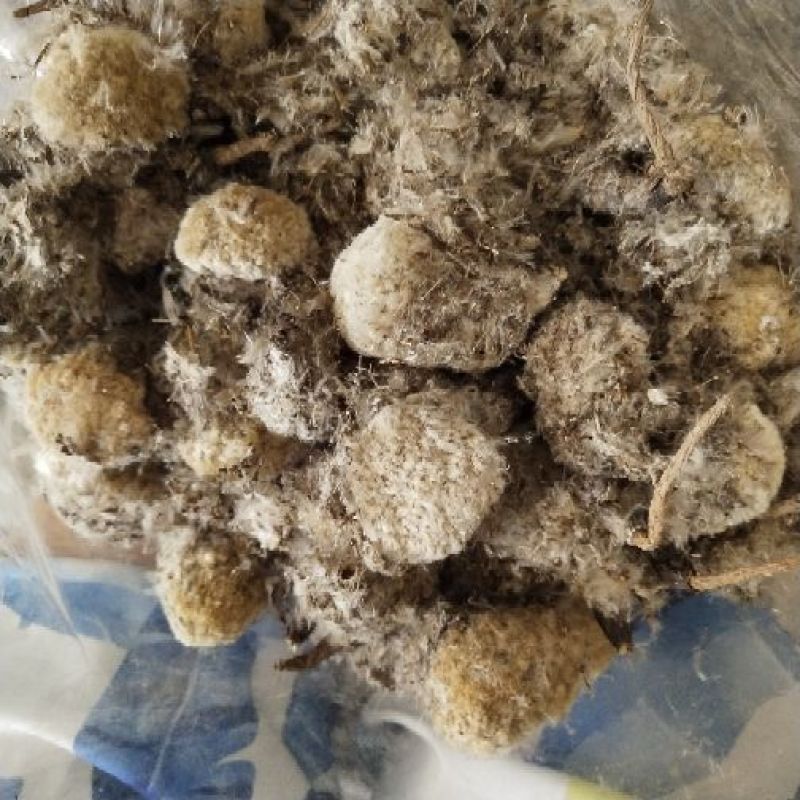 雪莲花