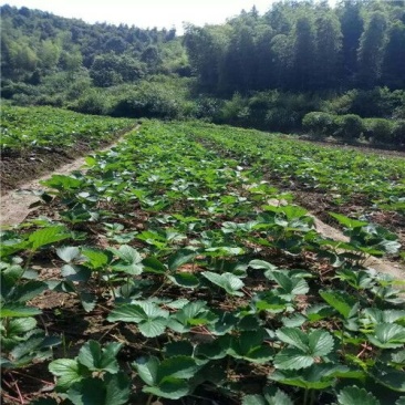 越丽草莓苗/越丽草莓品种介绍/越丽草莓苗价格多少钱