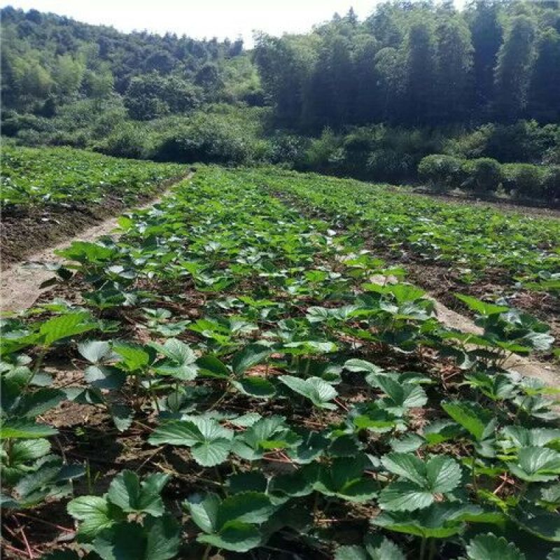 越丽草莓苗/越丽草莓品种介绍/越丽草莓苗价格多少钱
