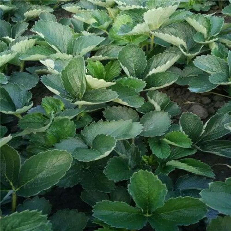 越丽草莓苗/越丽草莓品种介绍/越丽草莓苗价格多少钱