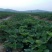 越丽草莓苗/越丽草莓品种介绍/越丽草莓苗价格多少钱