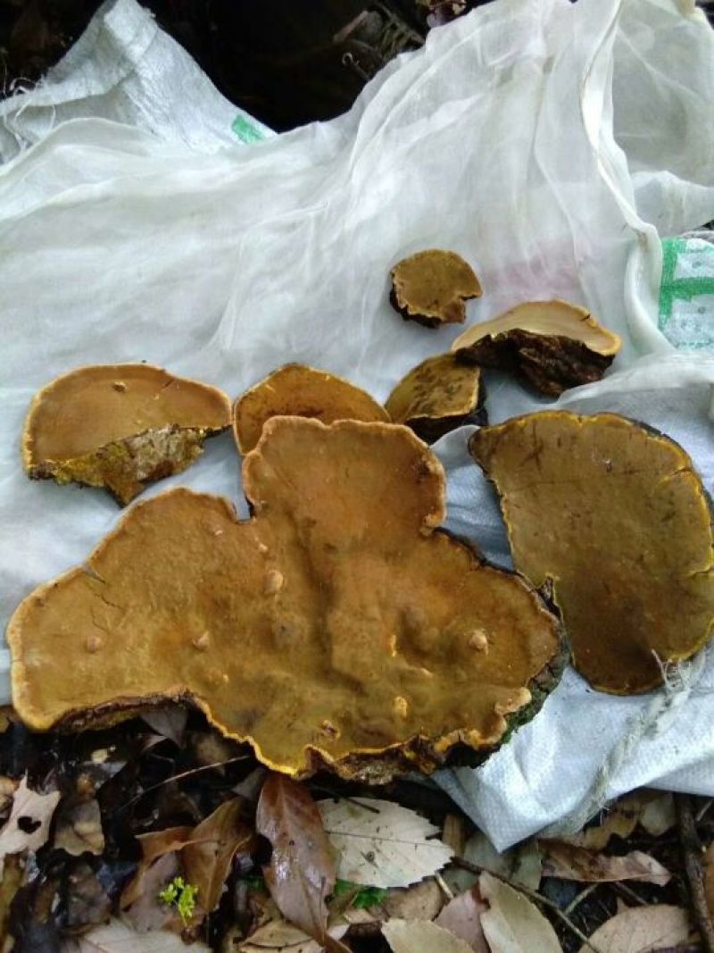 纯野生桑树桑黄