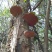 纯野生桑树桑黄