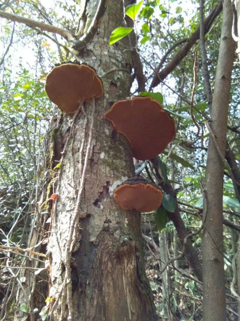 纯野生桑树桑黄