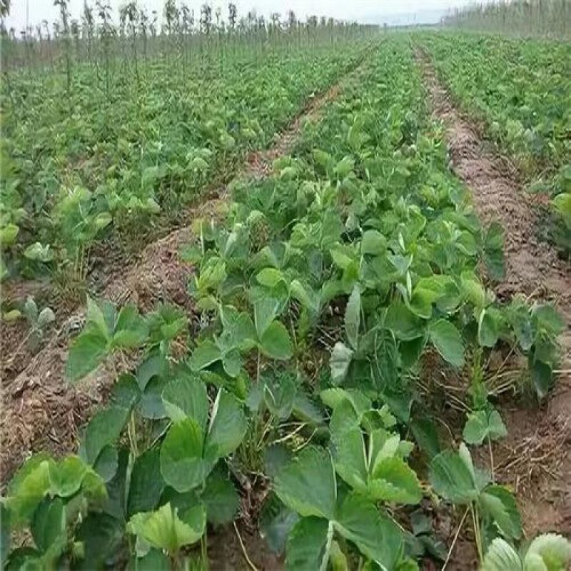 石莓7号草莓苗/石莓7号草莓品种介绍/石莓7草莓苗价格