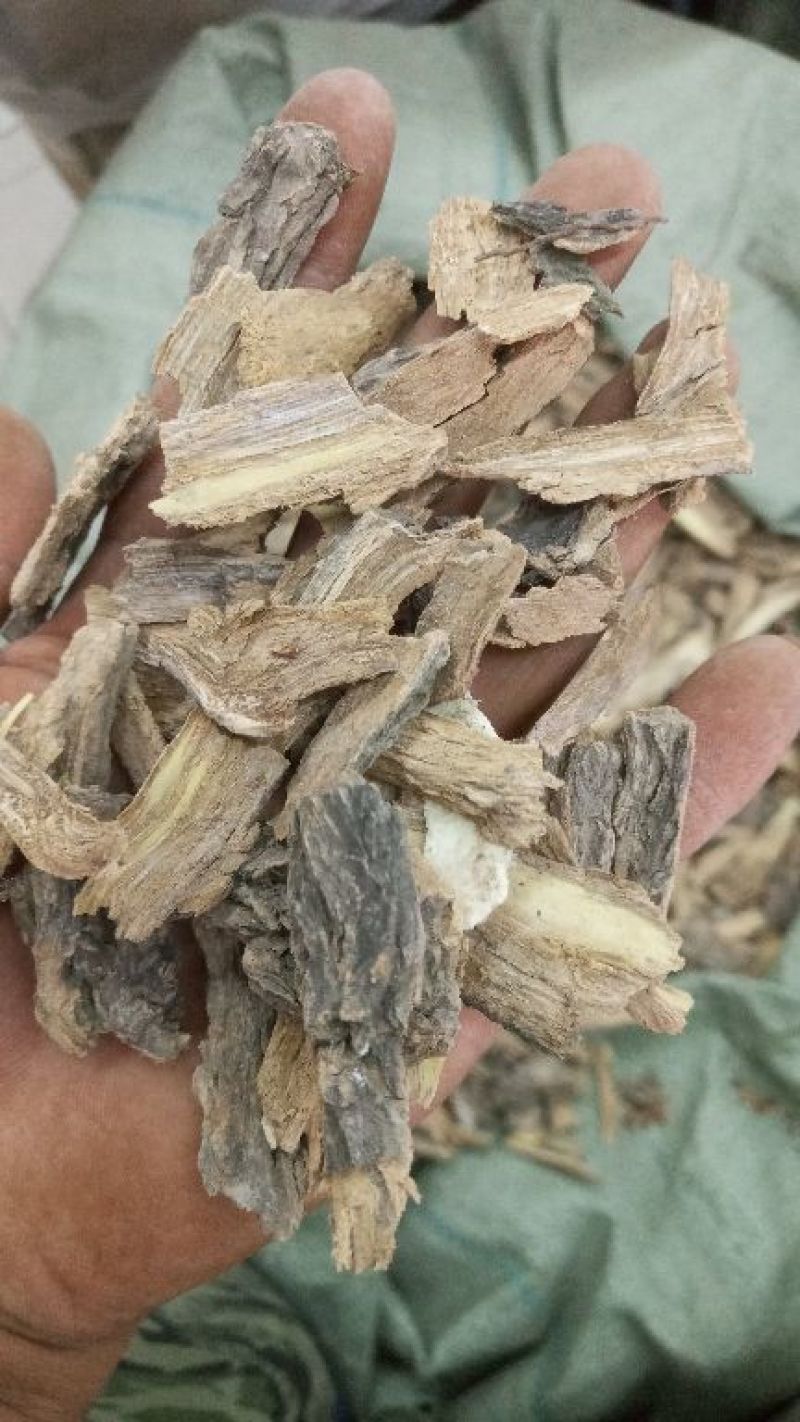 地骨皮