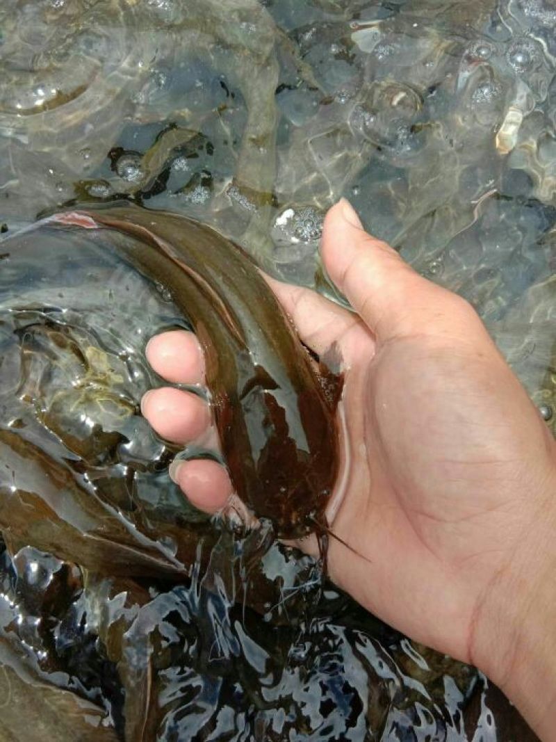 塘鲺