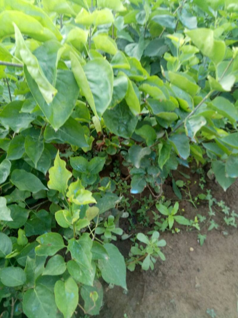 丁香苗，丛生丁香，丁香花，丁香，