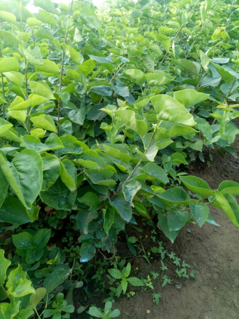 丁香苗，丛生丁香，丁香花，丁香，