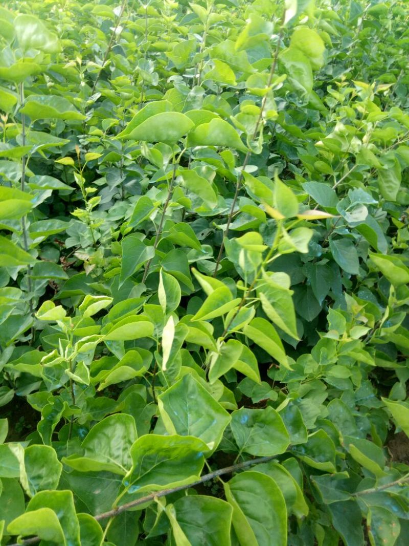 丁香苗，丛生丁香，丁香花，丁香，