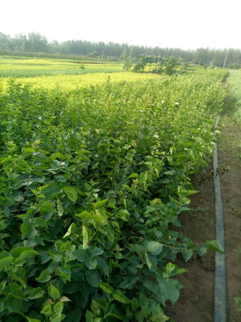 丁香苗，丛生丁香，丁香花，丁香，