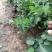 丁香苗，丛生丁香，丁香花，丁香，